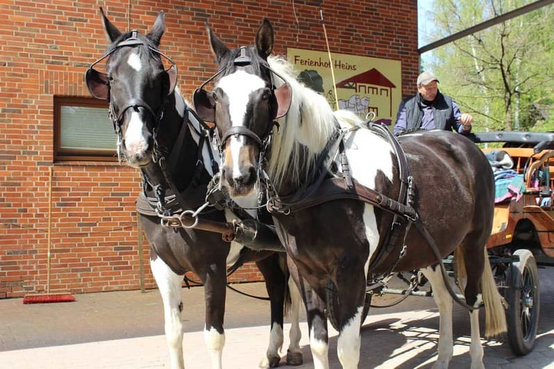 kutsche lüneburger heide