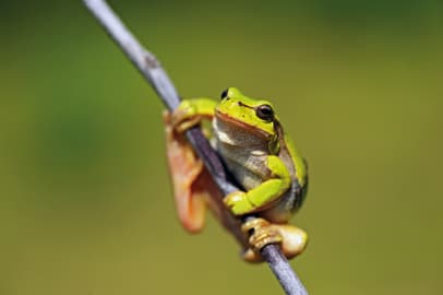 Laubfrosch
