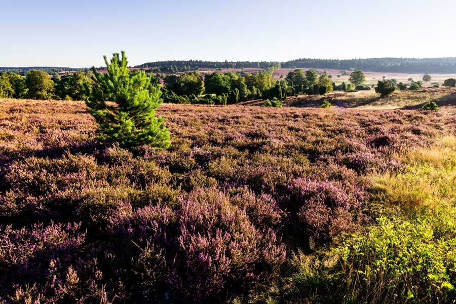 Weite Heide Felder sieht man oben vom Turmberg
