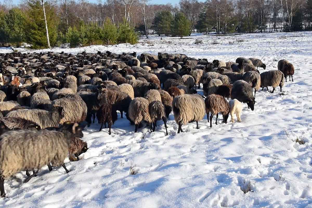 Heidschnucken im Schnee im Winter in der Lüneburger Heide