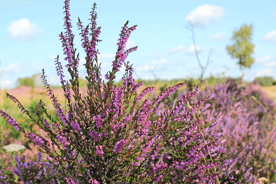 Heideblüte im August in der Lüneburger Heide