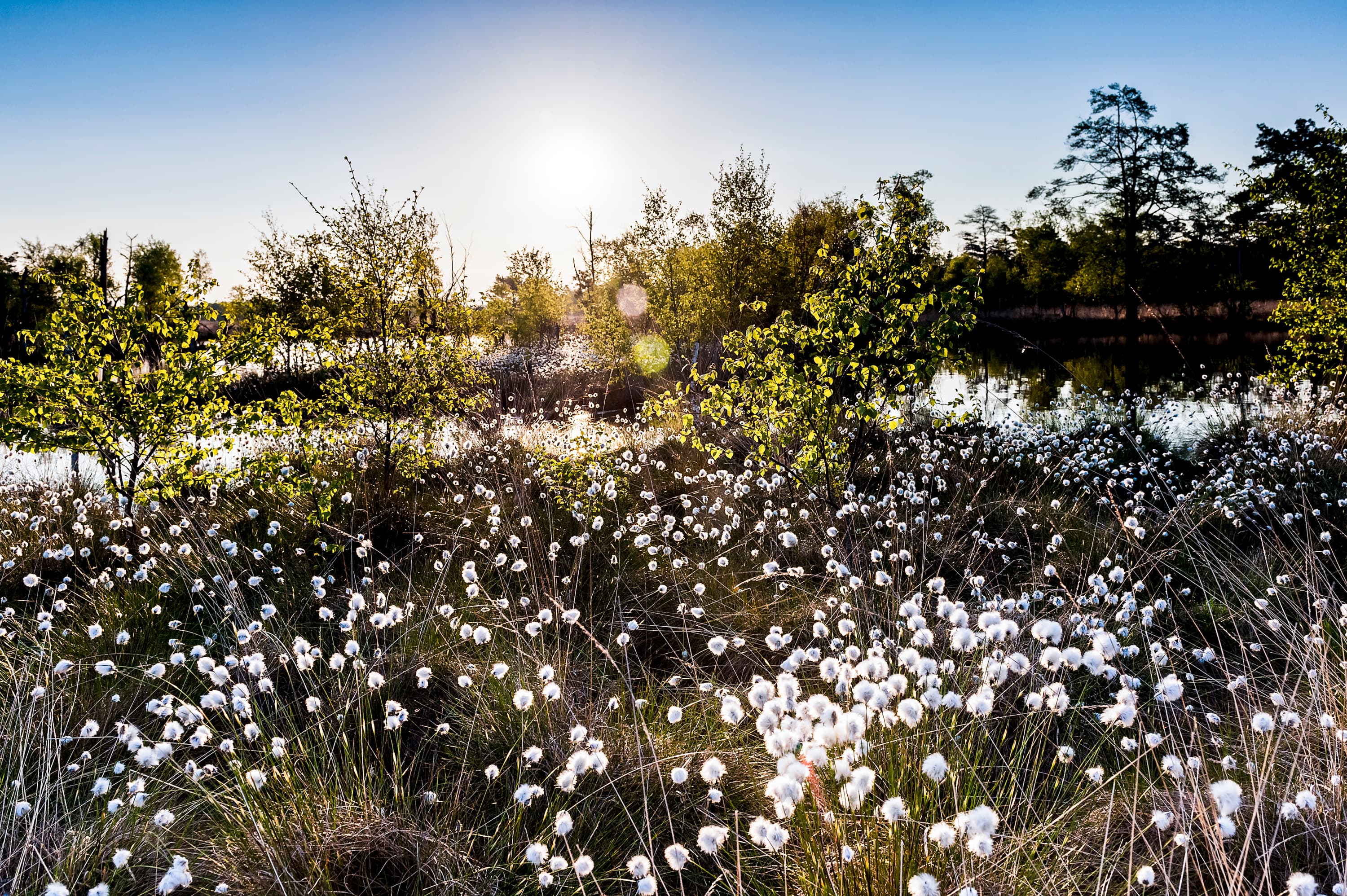 Presse Bild Frühling Lüneburger Heide Wollgras Blüte Fruchtstand