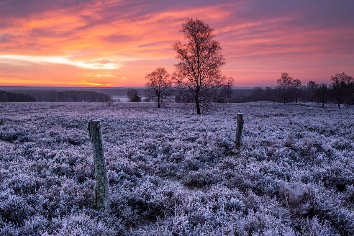 Sonnenaufgang mit Schnee in der Lüneburger Heide im Winter