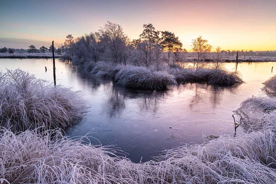 Schnee und Frost im Pietzmoor bei Schneverdingen im Winter in der Lüneburger Heide
