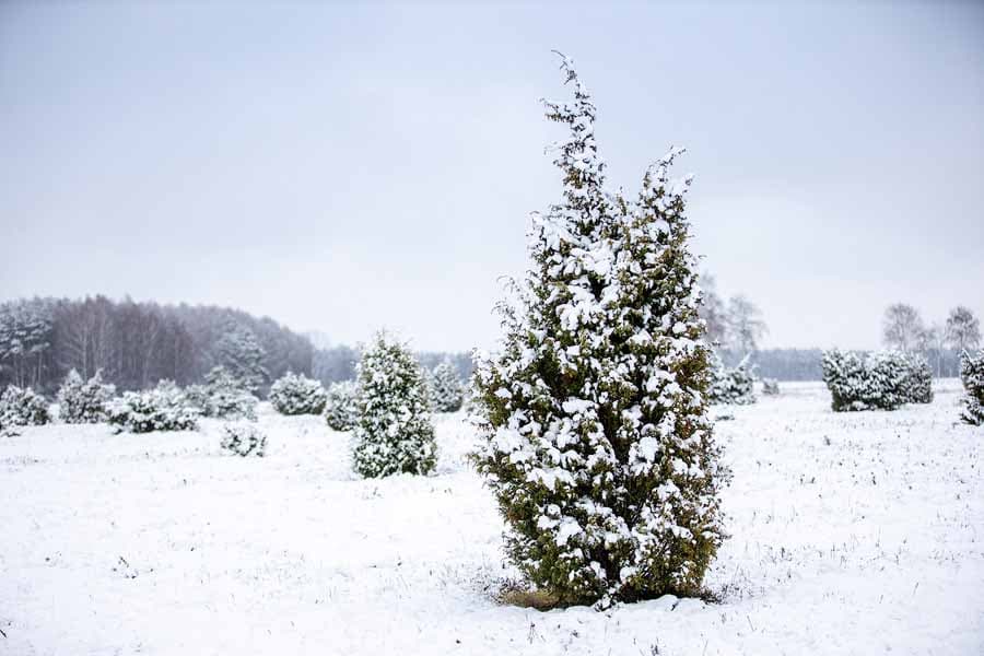 Schnee, Wacholder, Winterlandschaft, Winterwandern, Lüneburger Heide, Winterwonderland