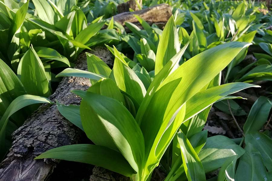 Bärlauch ist ein vielseitige Kraut