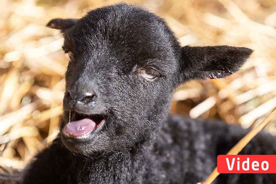 1 Jahr im Leben einer Heidschnucke