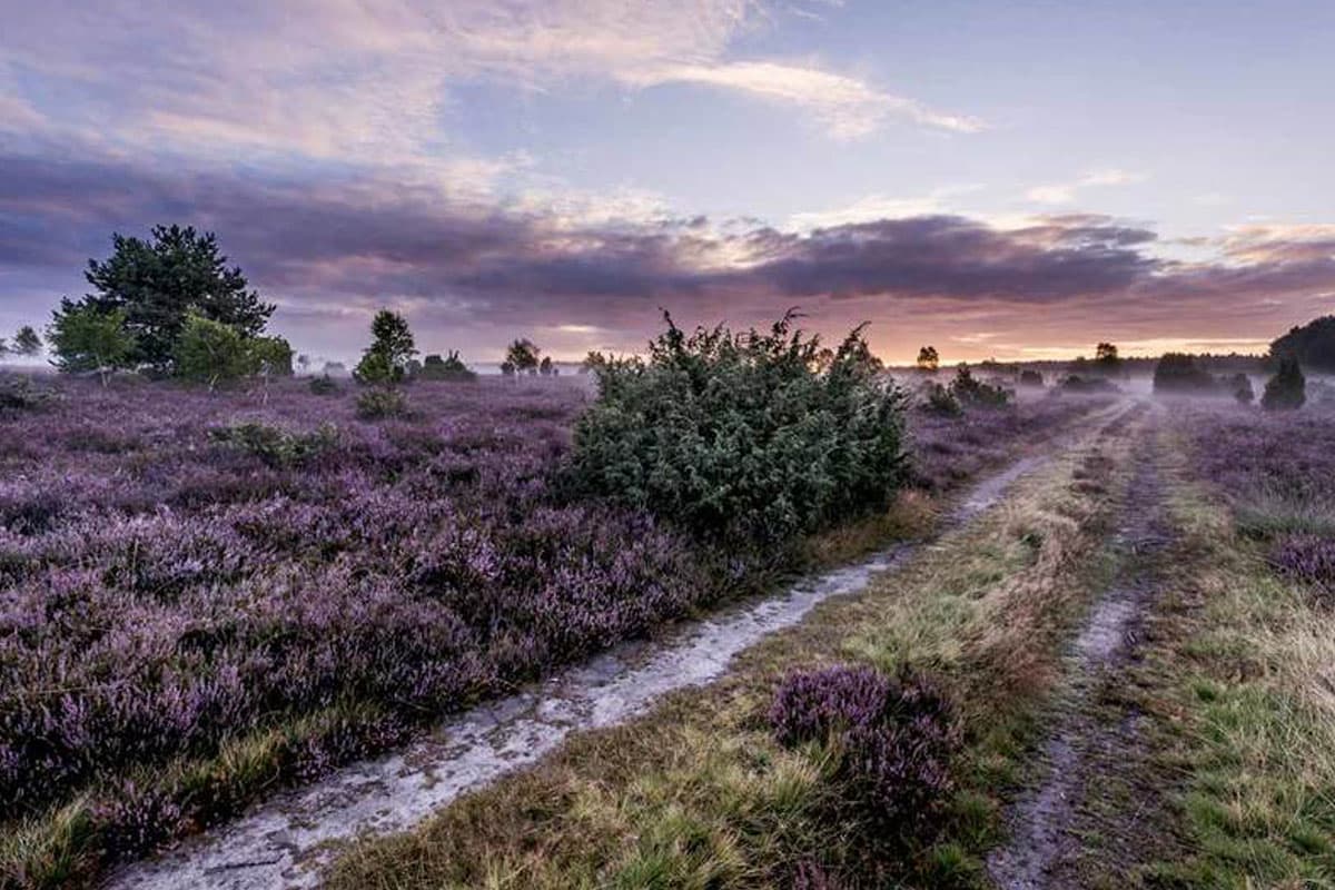 Heideflächen Lüneburger Heide: Wacholderwald Schmarbeck