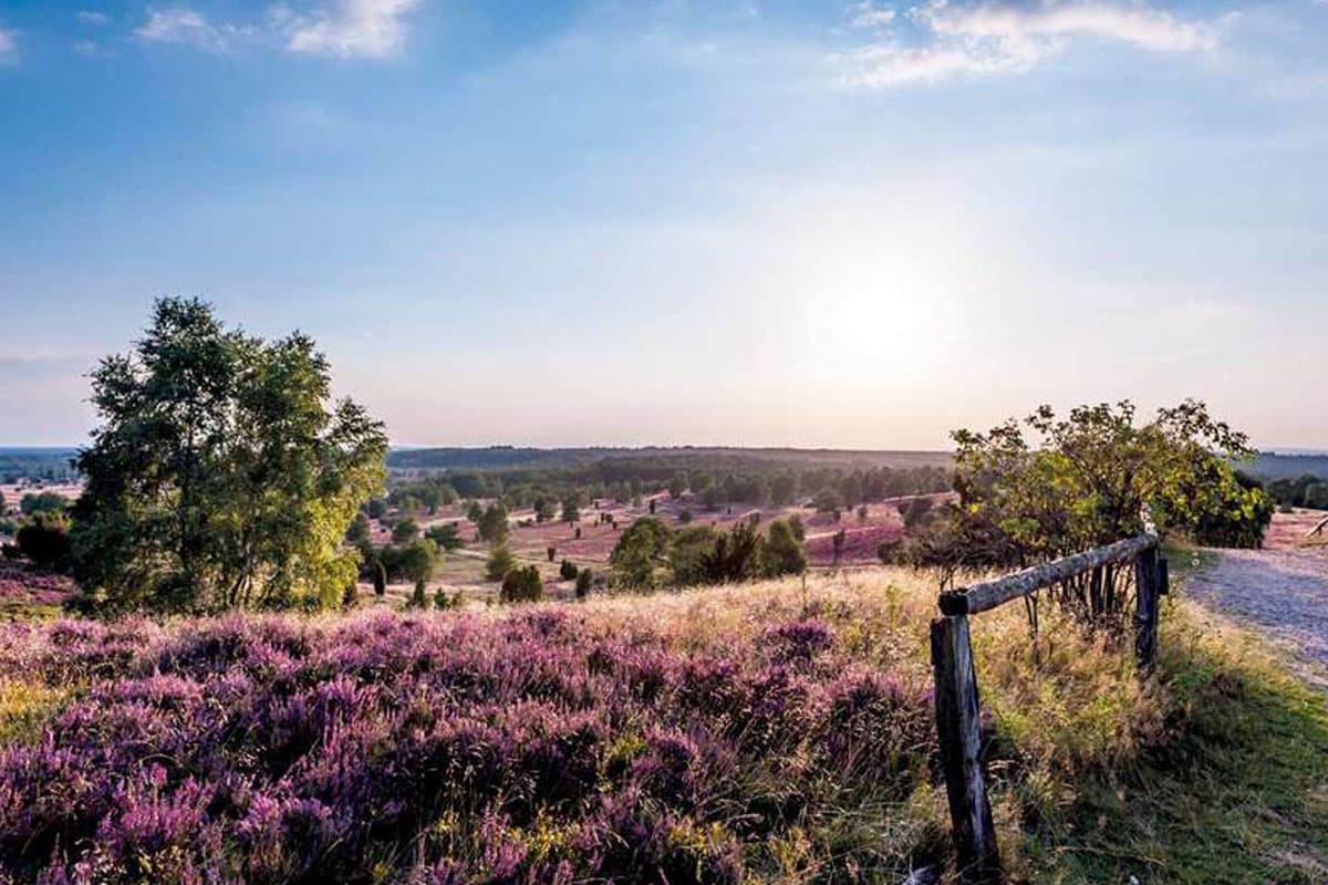 Heideflächen Lüneburger Heide: Wilseder Berg 