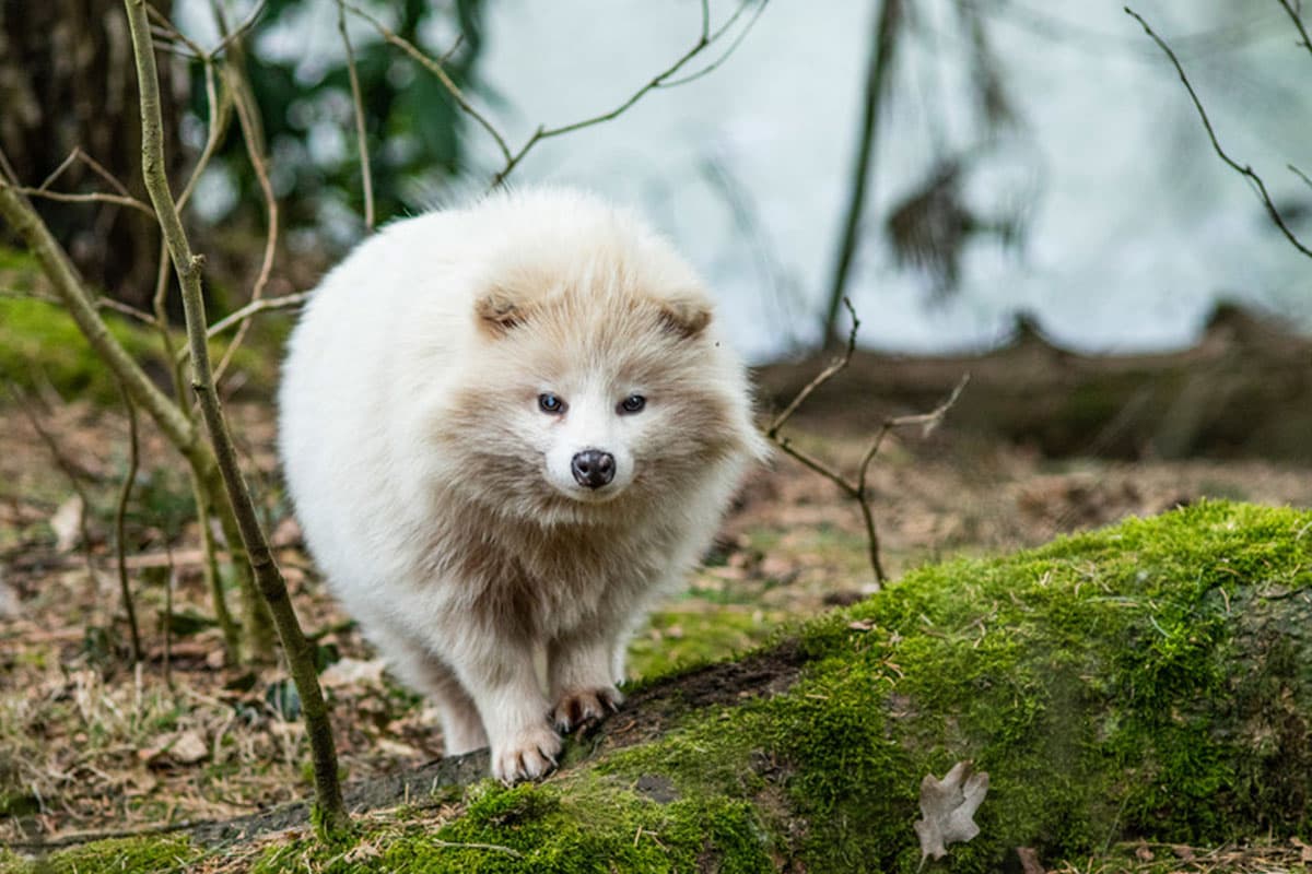 marder hund im Wildpark Müden