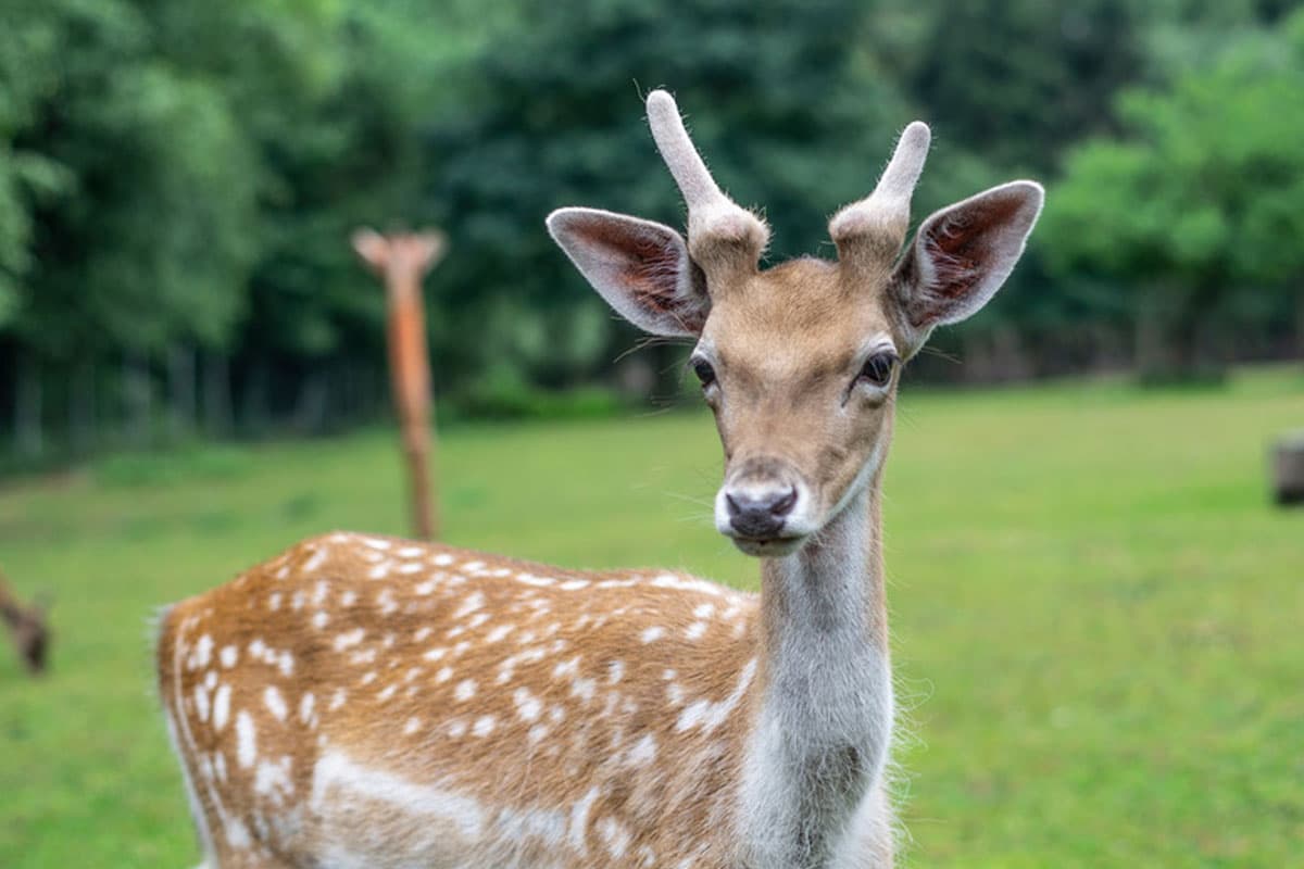 helles dammwild im Wildpark Müden