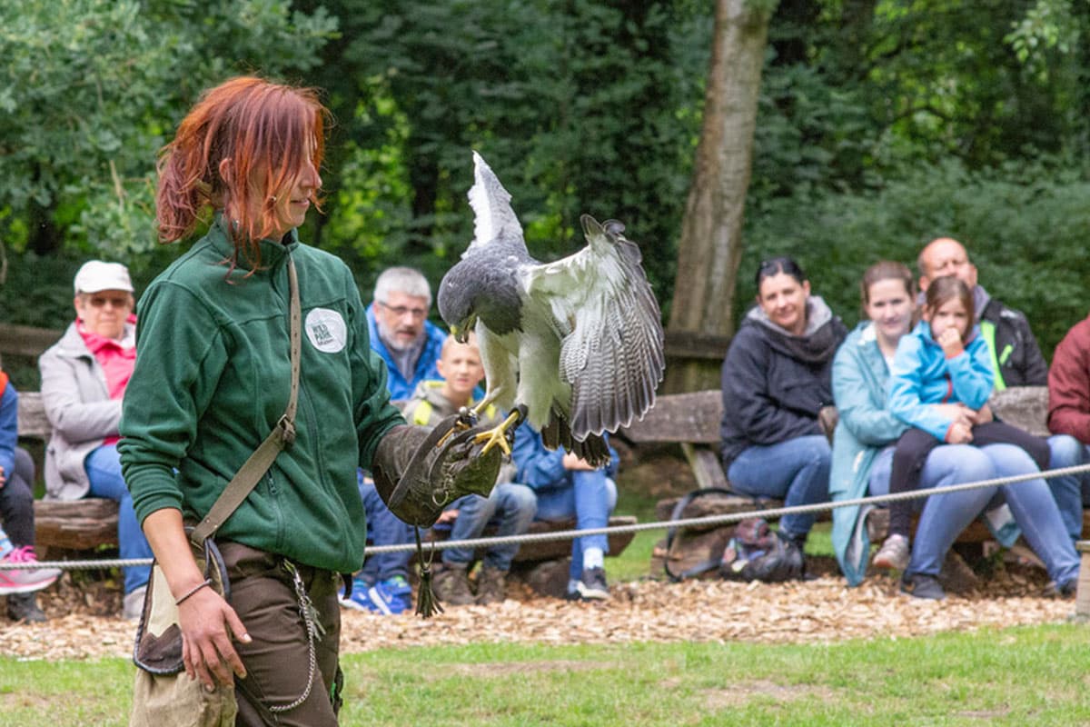 flugshow im Wildpark Müden mit adler