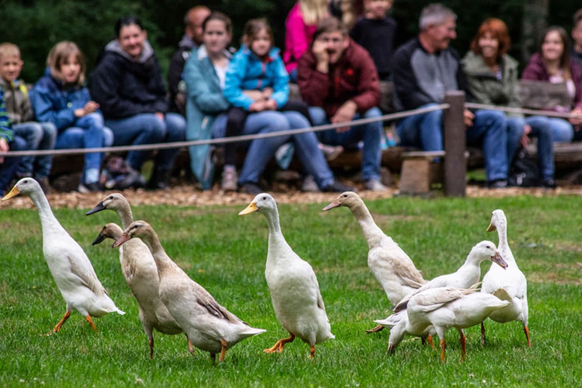 enten im Wildpark Müden