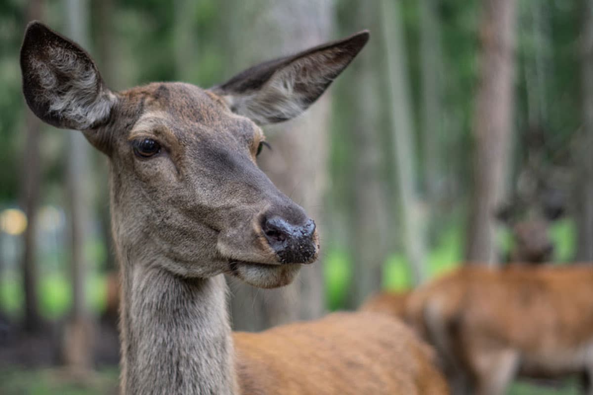 rotwild im Wildpark Müden