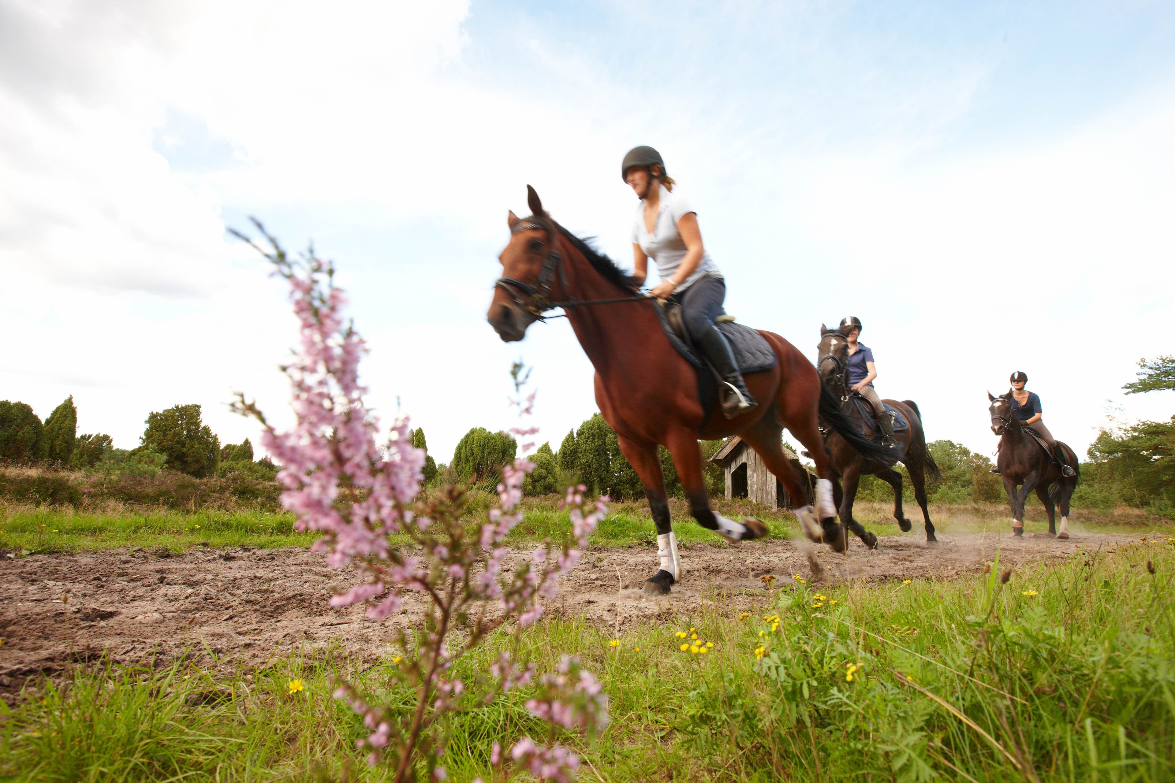 drei galoppierende Reiter in der Heide