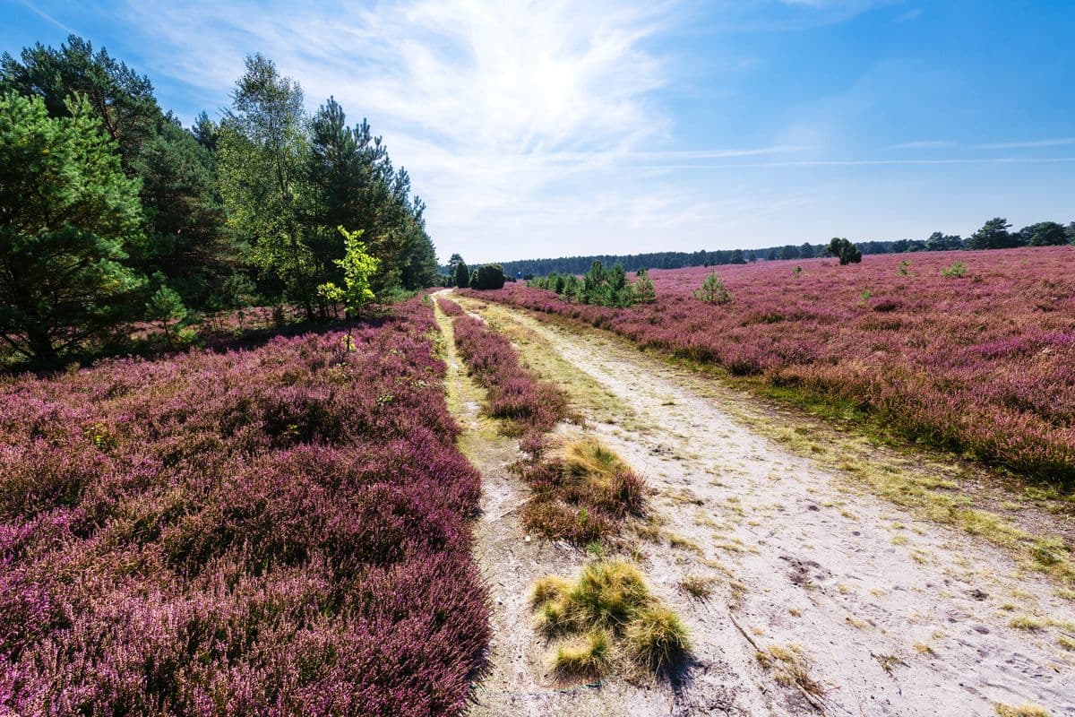 Hausselberg, Mueden, Naturpark Südheide
