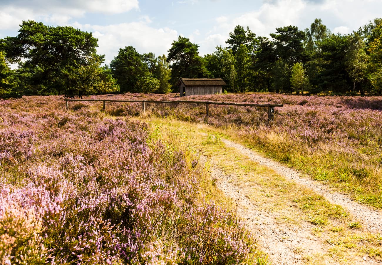 Wanderweg durch die Behringer Heide im Naturschutzgebiet Lüneburger Heide