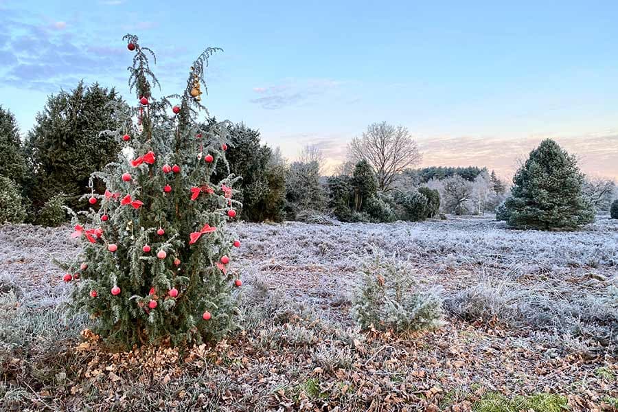 Mitten in der Heide steht ein geschmückter Wacholder als Weihnachtsbaum